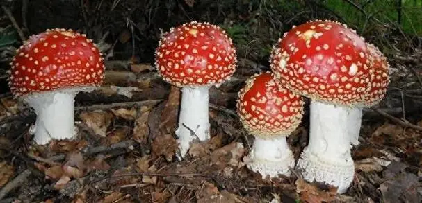 上海网友集体晒蘑菇，专家警告：误食可能引发中毒
